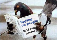 Spy Pigeons Circle the World