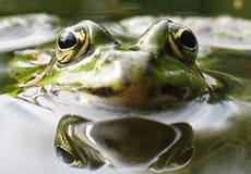 Boiling the Frog