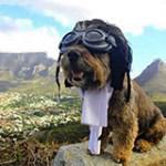 Ringo: The Ex-Pat Dog