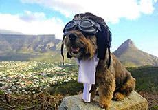 Ringo: The Ex-Pat Dog
