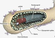 Ebola, AIDS Are Bioweapons Manufactured by Western Pharmaceuticals