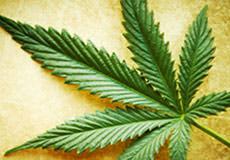 Marijuana Kills Brain Tumors, But Is Still Illegal